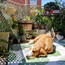 Charger l'image dans la galerie, SHAMPOING SOLIDE POUR CHIEN - Dog shampoo bar - Calypso Éco-savonnerie
